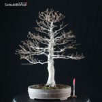 Fagus Crenata - Faggio VENDUTO - immagine 5