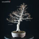 Fagus Crenata - Faggio VENDUTO - immagine 6