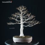 Fagus Crenata - Faggio VENDUTO - immagine 7