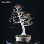 Fagus Crenata - Faggio VENDUTO - immagine 8