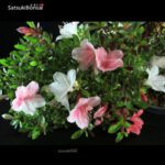 Azalea Satsuki KOTARO - immagine 2