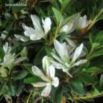 Azalea Satsuki TATEYAMA NO YUKI - immagine 3