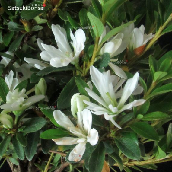 Azalea Satsuki TATEYAMA NO YUKI - immagine 3