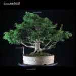 Acero Palmato Shishigashira VENDUTO