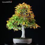 Fagus Crenata - Faggio VENDUTO