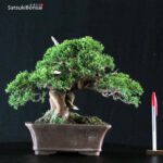 Juniperus Chinensis itoigawa VENDUTO