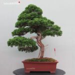 Juniperus Chinensis itoigawa VENDUTO