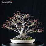 Acero Palmato Yamamomiji VENDUTO