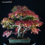 Acero Palmato Yamamomiji VENDUTO