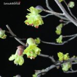 Corylopsis spicata - immagine 2