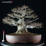 Acer Buergerianum - Kaede