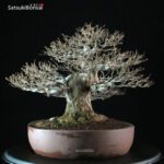 Acer Buergerianum - Kaede - immagine 2