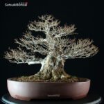 Acer Buergerianum - Kaede - immagine 3