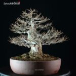 Acer Buergerianum - Kaede - immagine 4