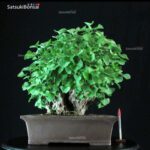 Ginkgo Biloba - immagine 10