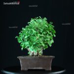 Ginkgo Biloba - immagine 11