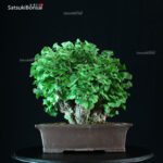 Ginkgo Biloba - immagine 12