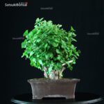 Ginkgo Biloba - immagine 13