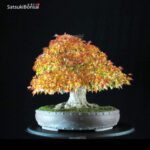 Acer Buergerianum - Kaede - immagine 10