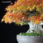 Acer Buergerianum - Kaede - immagine 11