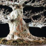 Acer Buergerianum - Kaede - immagine 5