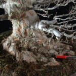 Acer Buergerianum - Kaede - immagine 6