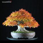 Acer Buergerianum - Kaede - immagine 7