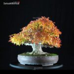 Acer Buergerianum - Kaede - immagine 8