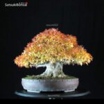 Acer Buergerianum - Kaede - immagine 9