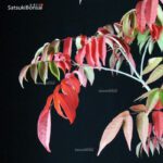 Rhus Succedanea - immagine 2