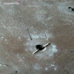 Juniperus Rigida - Tosho VENDUTO - immagine 10