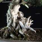 Juniperus Rigida - Tosho VENDUTO - immagine 5