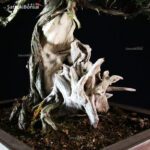 Juniperus Rigida - Tosho VENDUTO - immagine 6