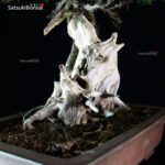 Juniperus Rigida - Tosho VENDUTO - immagine 7