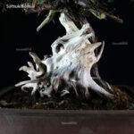 Juniperus Rigida - Tosho VENDUTO - immagine 8