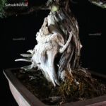 Juniperus Rigida - Tosho VENDUTO - immagine 9