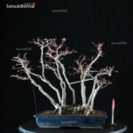 Acero Palmato Yamamomiji - immagine 9