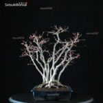 Acero Palmato Yamamomiji - immagine 10