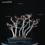 Acero Palmato Yamamomiji - immagine 11