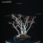 Acero Palmato Yamamomiji - immagine 12