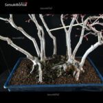 Acero Palmato Yamamomiji - immagine 13