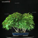 Acero Palmato Yamamomiji