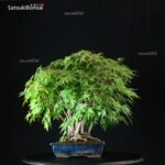 Acero Palmato Yamamomiji - immagine 2