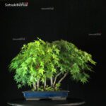 Acero Palmato Yamamomiji - immagine 3