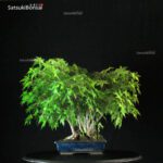 Acero Palmato Yamamomiji - immagine 4