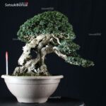 Olea Sylvestris - immagine 5