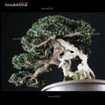 Olea Sylvestris - immagine 14