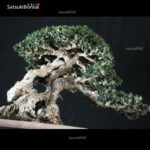 Olea Sylvestris - immagine 15