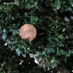 Olea Sylvestris - immagine 16