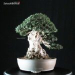 Olea Sylvestris - immagine 2